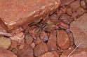 Miturga_lineata_D3479_Z_82_Karinji NP_Australie